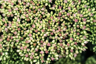 Çiçek tomurcukları, çiçekli desen üzerinde oturan sinek bir böcekle birlikte tepeden aşağıya doğru görünür.