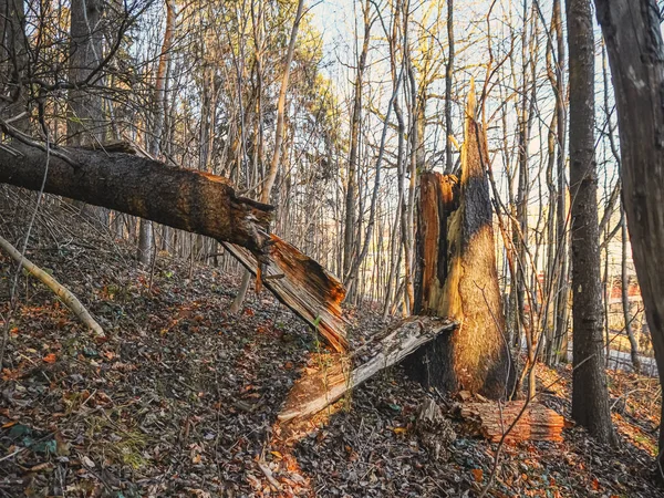 Storm broken trunk of old tree in sunset light in spring forest with old brown leaves covering the warm ground