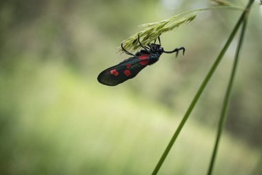 Altı noktalı Burnet güvesi, Zygaena filipendulae, çayır ışığında yeşil bulanık bir arka planda baş aşağı oturan
