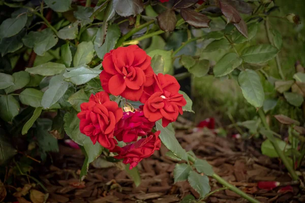 Grandes Flores Vermelhas Rosa Com Muitas Pétalas Crescendo Arbusto Rosas — Fotografia de Stock
