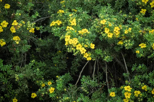 Potentilla Fruticosa Goldfinger Jasnożółte Kwiaty Ciemnej Zieleni Widocznym Tle Gałęzi — Zdjęcie stockowe