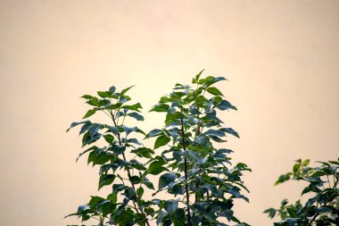 Koyu yeşil yapraklı dallar güneş ışığı altında bej renkli alçı duvarlara karşı.