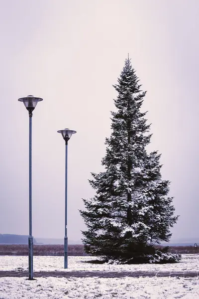 Tall pine tree on town square with two street lights and visible lake view on the background in dull evening light