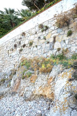 Kayalık dağ duvarında yetişen çeşitli çimenlik bitkiler. Deniz kenarında parlak güneş ışığında turuncu mantarlar.
