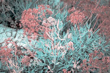 Mavimsi yeşil yapraklı sulu bitki ve kahverengi tohumlar Fransız Riviera bölgesindeki kayalık dağ yüzeyinde yetişiyor.