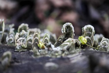 Kabarık beyaz bluzlu mantarlar ve düşmüş ağaçtan çıkan yeşil yosunlar seçici bir odak zeminine sahip.