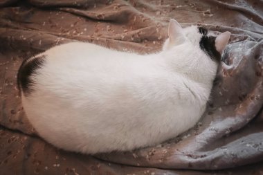 Büyük beyaz ve siyah kulaklı, pembe kulaklı gri yorganın üzerine uzanmış, rahat bir yaşam tarzı.