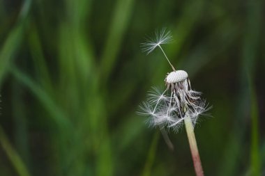 Uçmaya hazır bir karahindiba tohumu şemsiyesi bulanık yeşil arka planda neredeyse kel karahindiba tohumlarının üzerinde duruyor.