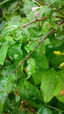 Yeşil yapraklar ve yabani çiçeklerle yağmurdan sonra sudaki orman yeşilliği düşer.