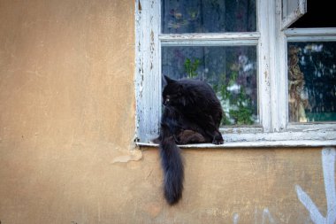 Beyaz, eski bir pencere eşiğinde oturan tüylü kuyruklu siyah bir kedi yaz günü tuhaf bir şekilde bir şeye bakıyor.