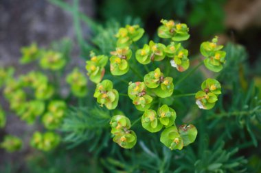 Çiçekleri temizlemek ya da öforbi amigdaloidleri, yazın açan güzel yeşil bitkiler. Arkaplanı Kapat