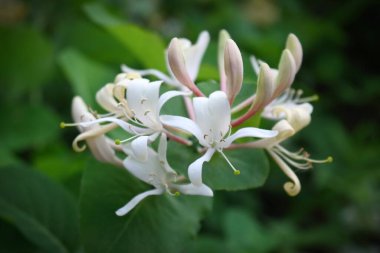 Japon hanımeli Lonicera Caprifolium yeşil yapraklı arka plan görünümlü beyaz çiçekler