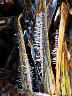 Kahverengi kamış yapraklarının kenarlarında büyüyen keskin kristal buz dikenleri çarpıcı bir kış dokusu oluşturur. Dikey yapraklardaki tüylü dikenlerin detaylı bir yakın çekimi.
