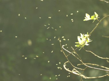 İlkbaharda yeni ağaç yapraklarının etrafında küçük sinekler, güneşli peçe efekti ve sihirli bir ışık parlaması.
