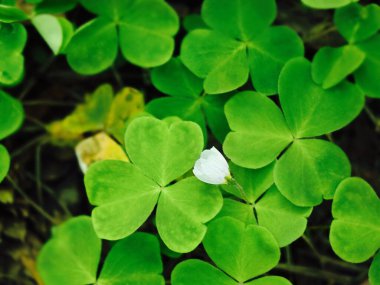 Oxalis Bahar Işığında Beyaz Bud 'la Yapraklar Bitki, Yeşil ve Parlak Yonca Gibi Yapraklar