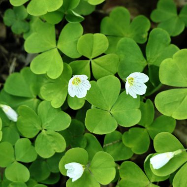 Oxalis, Bahar Işığında Beyaz ve Pembe Buds 'la Yapraklar, Bitki Gibi Yonca, Yeşil ve Parlak Arkaplan