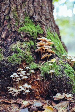 Bir sonbahar günü, ormandaki kuru yapraklar ve yosunlar arasında bir kütükte bir sürü mantar yetişir. Güzel doğal arkaplan.