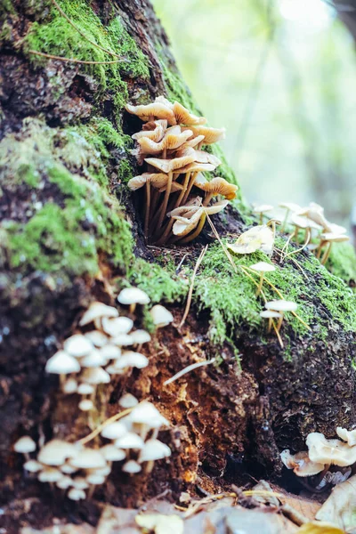 Giorno Autunno Molti Funghi Crescono Ceppo Tra Foglie Secche Muschio — Foto Stock