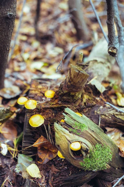 Într Toamnă Mulțime Ciuperci Cresc Ciocan Printre Frunzele Uscate Mușchi — Fotografie, imagine de stoc