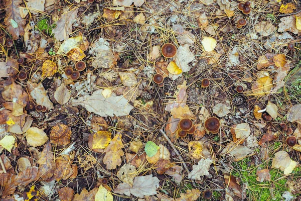 Jesienny Dzień Wiele Grzybów Rośnie Pniu Wśród Suchych Liści Mchu — Zdjęcie stockowe