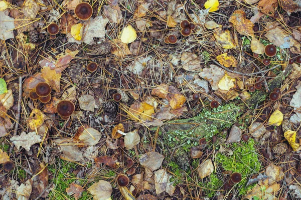 가을철이 버섯들이 사이의 그루터기에서 자랍니다 아름다운 자연적 — 스톡 사진