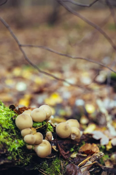 Autumn Day Lot Mushrooms Grow Stump Dry Leaves Moss Forest — Stock Photo, Image