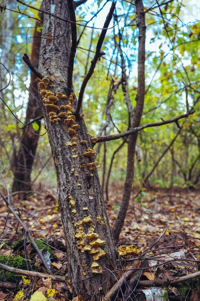 Bir Sonbahar Günü Ormandaki Kuru Yapraklar Yosunlar Arasında Bir Kütükte — Stok fotoğraf