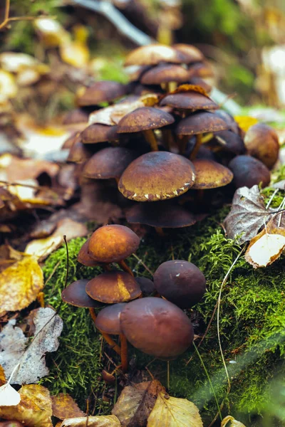 Syksyllä Päivä Paljon Sieniä Kasvaa Kanto Keskuudessa Kuivia Lehtiä Sammalta — kuvapankkivalokuva