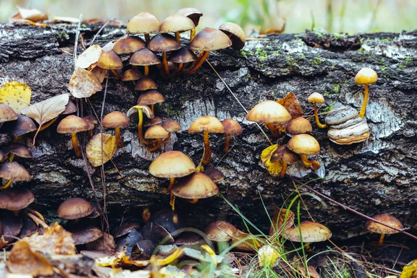 Giorno Autunno Molti Funghi Crescono Ceppo Tra Foglie Secche Muschio — Foto Stock