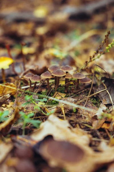 Dia Outono Muitos Cogumelos Crescem Toco Entre Folhas Secas Musgo — Fotografia de Stock
