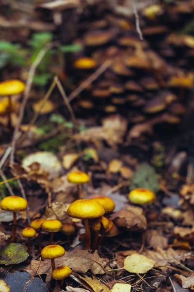Bir Sonbahar Günü Ormandaki Kuru Yapraklar Yosunlar Arasında Bir Kütükte — Stok fotoğraf