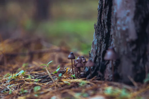 Dia Outono Muitos Cogumelos Crescem Toco Entre Folhas Secas Musgo — Fotografia de Stock