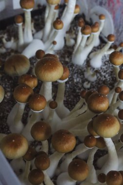 Psilocybe Cubensis mantarlarının mikro büyümesi. Mycelium of psilocybin psychedelic mantar Altın öğretmen, sihirli mantarlar. seçici keskinlik. Mikrodoz konsepti. Ekolojik tıp.