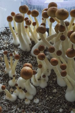 Psilocybe Cubensis mantarlarının mikro büyümesi. Mycelium of psilocybin psychedelic mantar Altın öğretmen, sihirli mantarlar. seçici keskinlik. Mikrodoz konsepti. Ekolojik tıp.