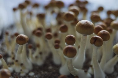 Psilocybe Cubensis mantarlarının mikro büyümesi. Mycelium of psilocybin psychedelic mantar Altın öğretmen, sihirli mantarlar. seçici keskinlik. Mikrodoz konsepti. Ekolojik tıp.
