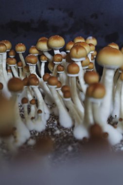 Psilocybe Cubensis mantarlarının mikro büyümesi. Mycelium of psilocybin psychedelic mantar Altın öğretmen, sihirli mantarlar. seçici keskinlik. Mikrodoz konsepti. Ekolojik tıp.