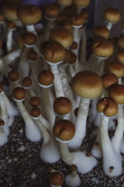 Psilocybe Cubensis mantarlarının mikro büyümesi. Mycelium of psilocybin psychedelic mantar Altın öğretmen, sihirli mantarlar. seçici keskinlik. Mikrodoz konsepti. Ekolojik tıp.