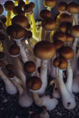 Psilocybe Cubensis mantarlarının mikro büyümesi. Mycelium of psilocybin psychedelic mantar Altın öğretmen, sihirli mantarlar. seçici keskinlik. Mikrodoz konsepti. Ekolojik tıp.