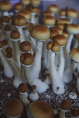 Psilocybe Cubensis mantarlarının mikro büyümesi. Mycelium of psilocybin psychedelic mantar Altın öğretmen, sihirli mantarlar. seçici keskinlik. Mikrodoz konsepti. Ekolojik tıp.