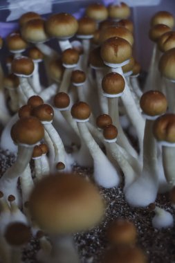 Psilocybe Cubensis mantarlarının mikro büyümesi. Mycelium of psilocybin psychedelic mantar Altın öğretmen, sihirli mantarlar. seçici keskinlik. Mikrodoz konsepti. Ekolojik tıp.