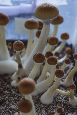 Psilocybe Cubensis mantarlarının mikro büyümesi. Mycelium of psilocybin psychedelic mantar Altın öğretmen, sihirli mantarlar. seçici keskinlik. Mikrodoz konsepti. Ekolojik tıp.