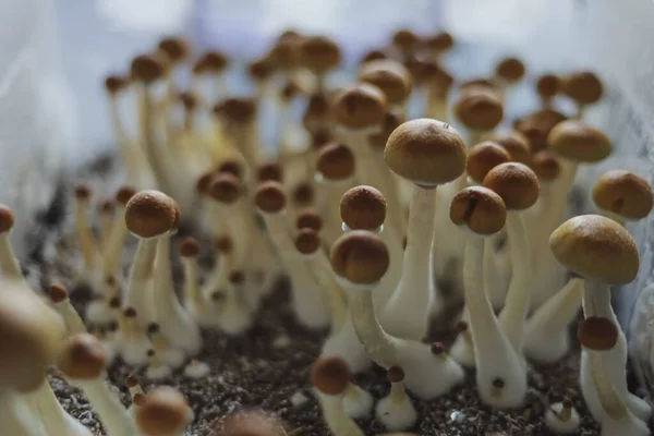 stock image Microgrowing of Psilocybe Cubensis mushrooms. Mycelium of psilocybin psychedelic mushrooms Golden teacher, magic mushrooms. selective sharpness. The concept of microdosing. Ecological medicine.