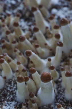 Psilocybe Cubensis mantarlarının mikro büyümesi. Mycelium of psilocybin psychedelic mantar Altın öğretmen, sihirli mantarlar. seçici keskinlik. Mikrodoz konsepti. Ekolojik tıp.