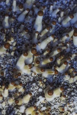 Psilocybe Cubensis mantarlarının mikro büyümesi. Mycelium of psilocybin psychedelic mantar Altın öğretmen, sihirli mantarlar. seçici keskinlik. Mikrodoz konsepti. Ekolojik tıp.