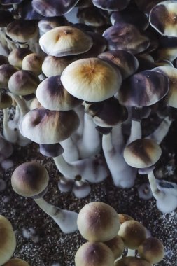 Psilocybe Cubensis mantarlarının mikro büyümesi. Mycelium of psilocybin psychedelic mantar Altın öğretmen, sihirli mantarlar. seçici keskinlik. Mikrodoz konsepti. Ekolojik tıp.