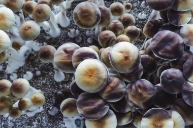 Psilocybe Cubensis mantarlarının mikro büyümesi. Mycelium of psilocybin psychedelic mantar Altın öğretmen, sihirli mantarlar. seçici keskinlik. Mikrodoz konsepti. Ekolojik tıp.