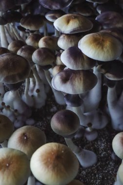 Psilocybe Cubensis mantarlarının mikro büyümesi. Mycelium of psilocybin psychedelic mantar Altın öğretmen, sihirli mantarlar. seçici keskinlik. Mikrodoz konsepti. Ekolojik tıp.