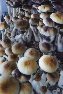 Psilocybe Cubensis mantarlarının mikro büyümesi. Mycelium of psilocybin psychedelic mantar Altın öğretmen, sihirli mantarlar. seçici keskinlik. Mikrodoz konsepti. Ekolojik tıp.