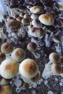 Psilocybe Cubensis mantarlarının mikro büyümesi. Mycelium of psilocybin psychedelic mantar Altın öğretmen, sihirli mantarlar. seçici keskinlik. Mikrodoz konsepti. Ekolojik tıp.