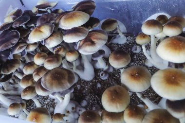 Psilocybe Cubensis mantarlarının mikro büyümesi. Mycelium of psilocybin psychedelic mantar Altın öğretmen, sihirli mantarlar. seçici keskinlik. Mikrodoz konsepti. Ekolojik tıp.